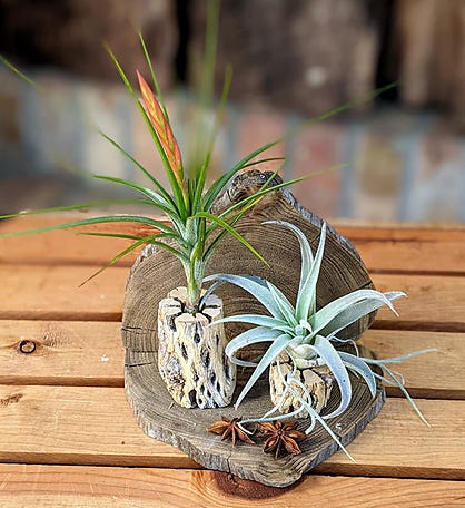 Live Air Plant Gift Set With Handcrafted Cholla Wood Setting